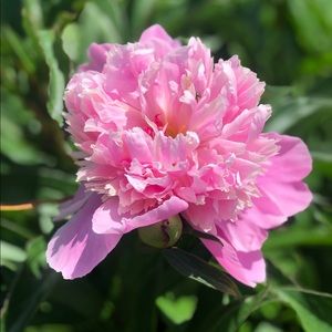 Meet your Posher, Marissa